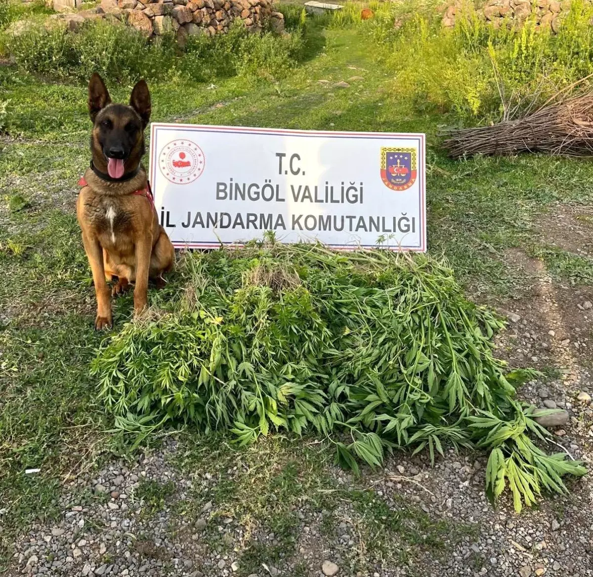bingolde-jandarma-operasyonlari-14-bin-kok-kenevir-ele-gecirildi-5FeMyruE.jpg