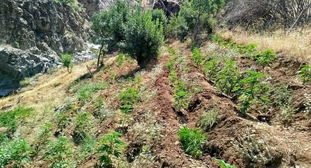 bingolde-jandarma-operasyonu-5-bin-990-kok-kenevir-ele-gecirildi-kSaI1dOJ.jpg